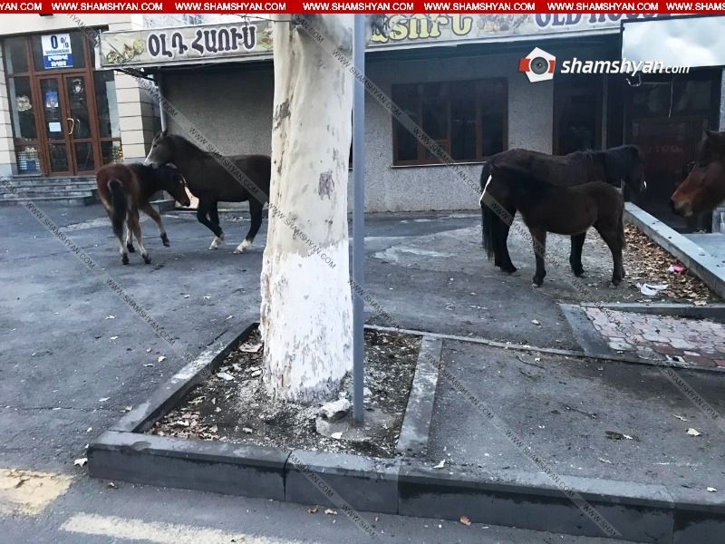Մայրաքաղաքում ձիեր են շրջում