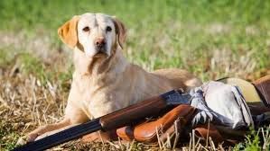 Սարատովի մարզում շունը հրացանից կրակել է տիրոջ վրա