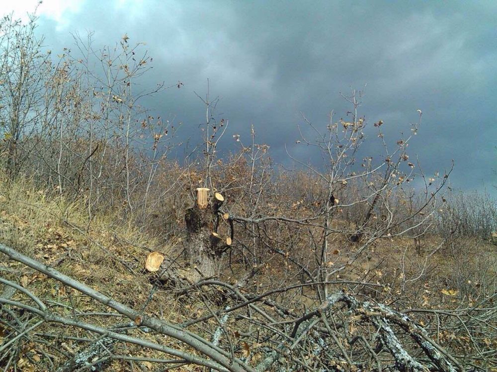 Կոծկվել է 600-ից ավելի ապօրինի ծառահատման դեպք. պնդում է Էկո-Մեդիա լրագրողական ցանցի համահիմնադիրը