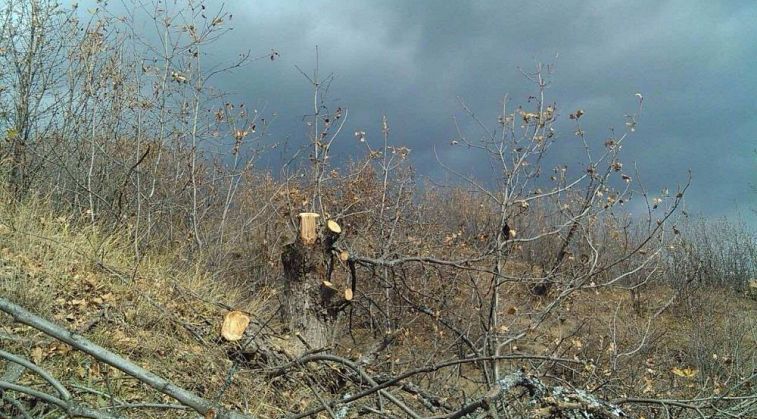 Ապօրինի ծառահատումների դեպքերը կոծկվել են