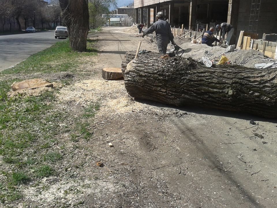 Ըստ նախնական տեղեկությունների՝ գործարարը ծառահատումների համար թույլտվություն ունեցել է