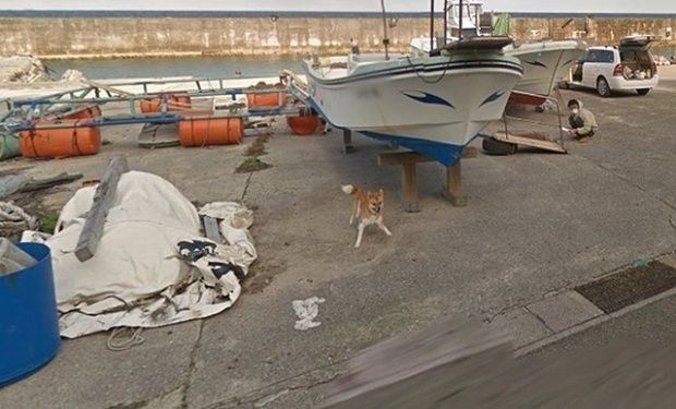 Շունը հայտնվել է  Google Maps-ում