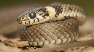Հրազդանի կիրճում և Չարենցավանում օձեր են հայտնաբերվել