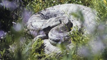 Գյուրզա տեսակի օձը խայթել է քաղաքացուն