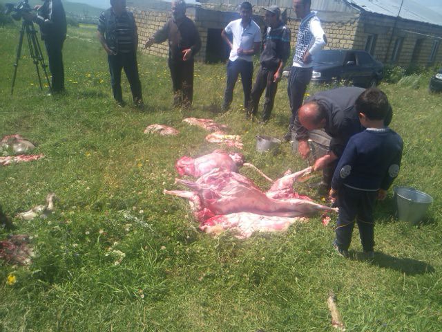 Գայլերի հարձակման դեպք Ջաջուռում. հոշոտվել ու վնասվել է 20 գլուխ ոչխար