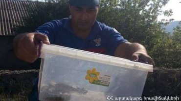 Երևանի տներից մեկում օձ է հայտնաբերվել