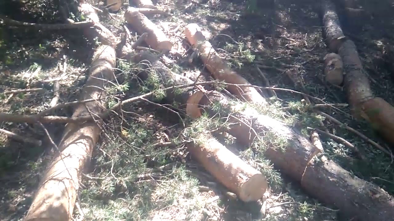 Ապօրինի ծառահատումներ Արցախում