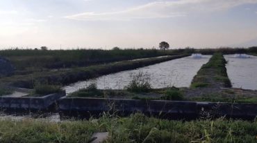 Գողության փորձ Հովտաշատի ձկնաբուծարանից