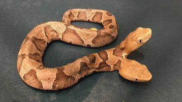 Վիրջինիայում երկգլխանի օձ են գտել