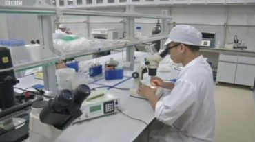 Չինաստանում Զիկա վիրուսի դեմ պայքարում են արու մոծակների միջոցով
