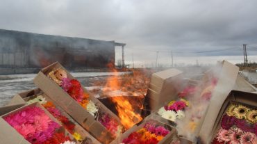 Հայաստանից ՌԴ տարված ծաղիկներն այրվել են