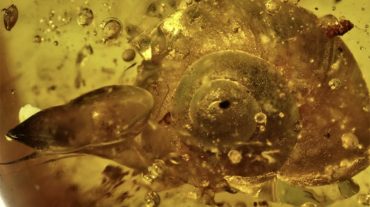 Գիտնականները հայտնաբերել են 99 միլիոն տարեկան խխունջի մնացորդներ