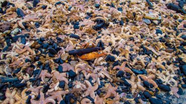 Փոթորկից հետո ծովափը ծածկվել է տասնյակ հազարավոր ծովաստղերով