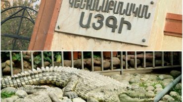 Կոկորդիլոսն արդեն 3 ամիս է` հրաժարվում էր սննդից. պատմում է կենդանաբանական այգու աշխատակիցը