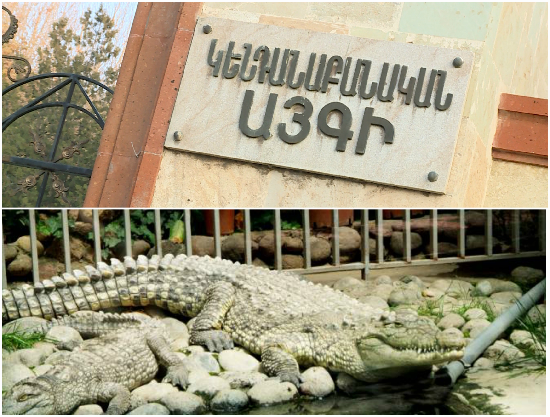 Կոկորդիլոսն արդեն 3 ամիս է` հրաժարվում էր սննդից. պատմում է կենդանաբանական այգու աշխատակիցը