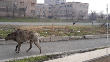 Թափառող շներն այլևս բիզնես չեն լինելու. քաղաքապետարանը ստեղծում է կենդանիների վնասազերծման իր կենտրոնը