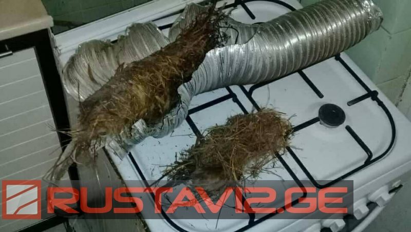 Թբիլիսիում օրերս գազի արտահոսքից մահացած 7 անձանց մահվան պատճառը կարող էր լինել թռչնաբույնը