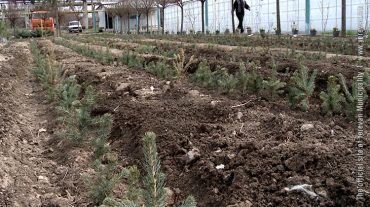 Երևանի 2800-ամյակի առթիվ նվիրված 2800 եղևնիները քաղաքային տնկարանում են