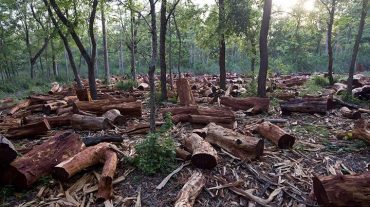 Ի՞նչ վիճակում են ՀՀ անտառները. վիճակագրություն՝ դատավարությանն ընդառաջ