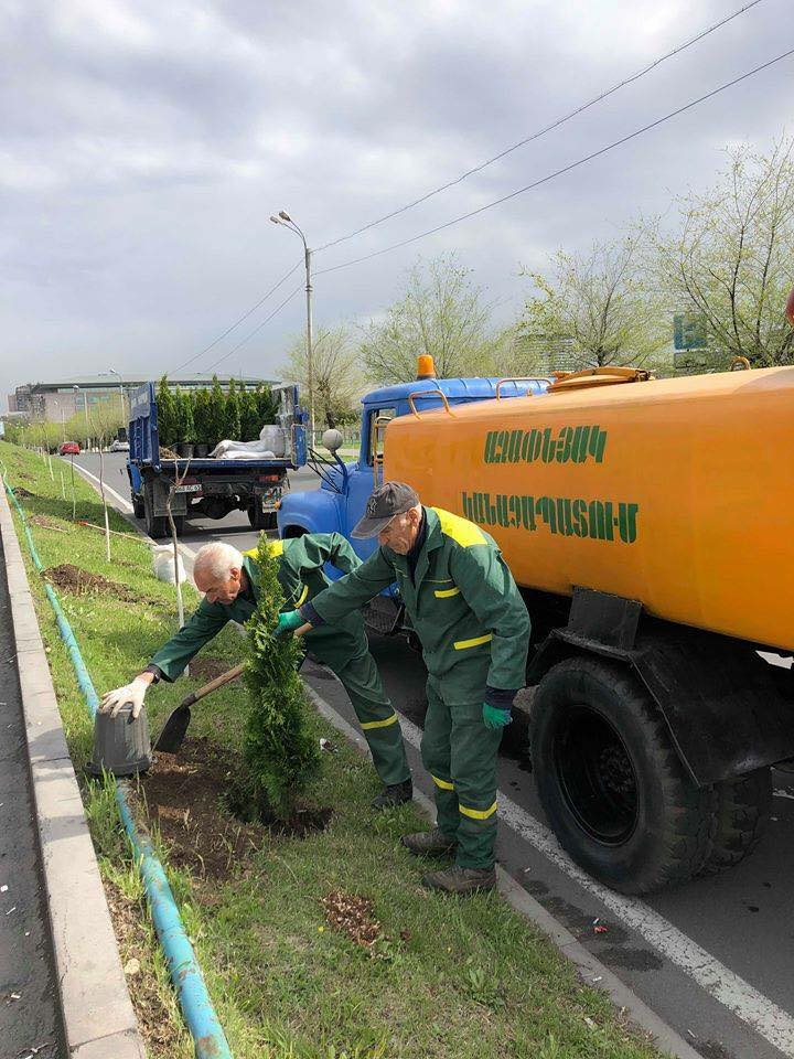 Աջափնյակում գողացել են երեկ տնկված տնկիները