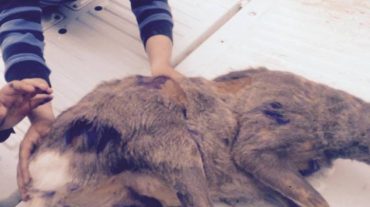 Սյունիքի մարզի Ագարակ համայնքում ոտքը կտրված և վնասված այծյամ է հայտնաբերվել