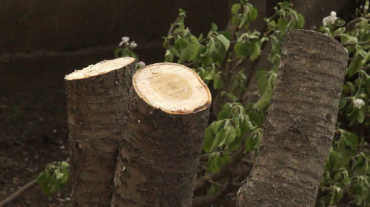 Ծառահատման դեպք Գյումրիում, 5 մրգատու ծառ է հատվել