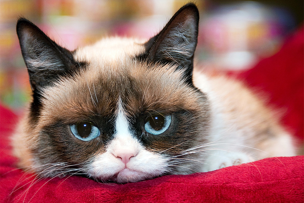 Սատկել է ֆեյսբուքյան մեմի կատուն՝ Grumpy Cat-ը