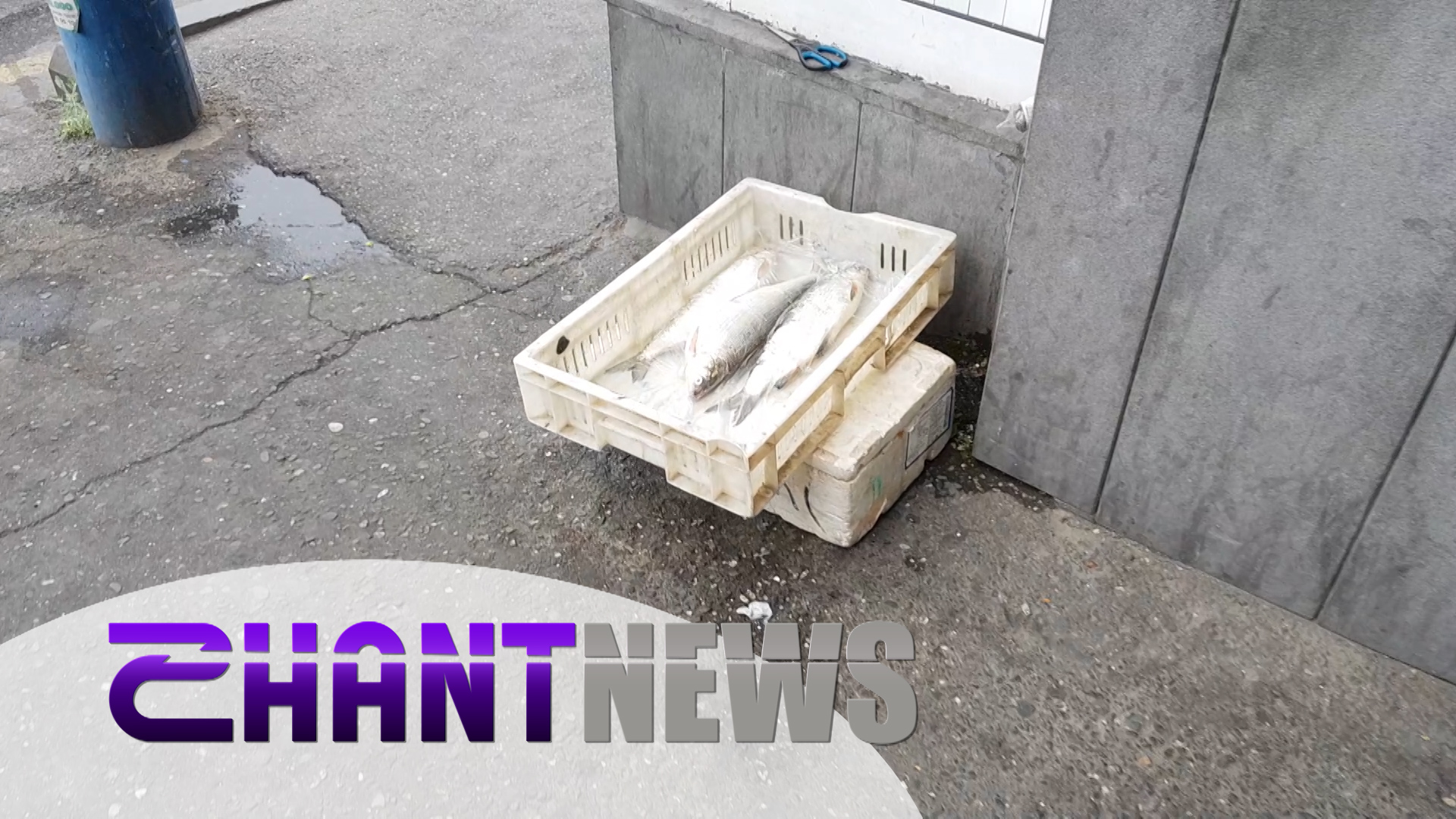Երևանում շարունակում են սիգ վաճառել