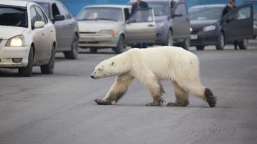 Նորիլսկում բռնել են փողոցով շրջող սպիտակ արջին