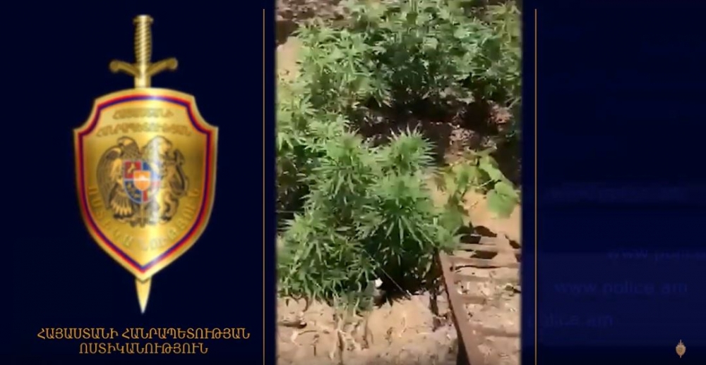 Տղամարդն իր տան բակում կանեփ է ցանել և մշակել