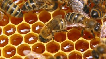 Հայտնի ու անհայտ մեղուները․ սենսացիոն բացահայտումներ