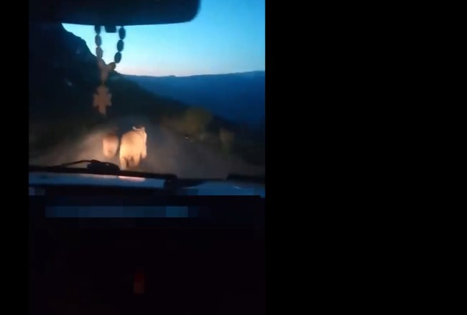 «Քշի վրեքը»․ արջերի նկատմամբ վայրագության ևս մեկ դեպք է արձանագրվել