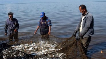 Թունավո՞ր են արդյոք Սևանա լճի ձկները. հարց նախարարին