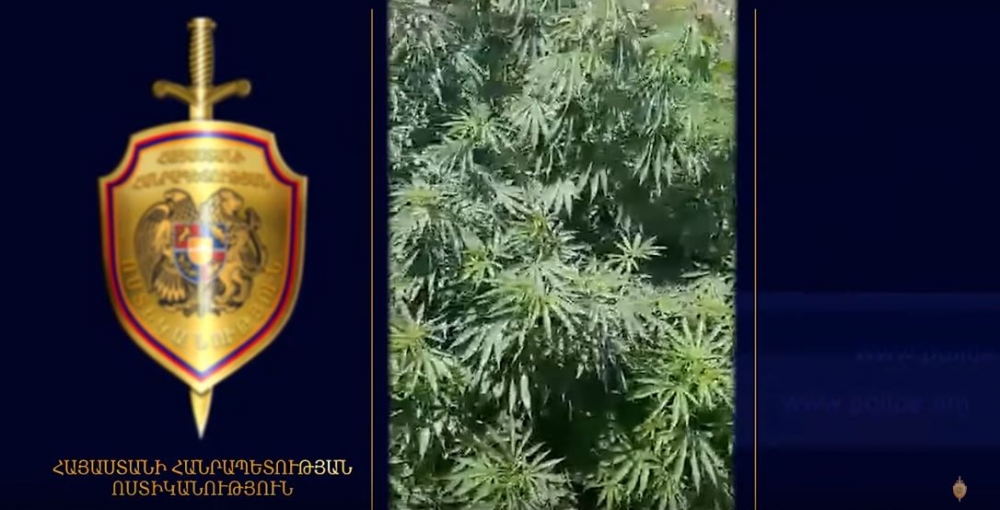 Վաղարշապատի ոստիկանները Էջմիածնի բնակիչներից մեկի բակում կանեփի տունկեր են հայտնաբերել