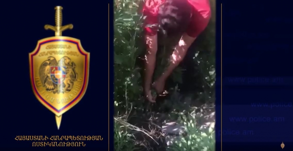 Տղամարդու հողամասում մեծ քանակությամբ կանեփ են հայտնաբերել
