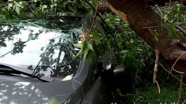Երևանում ծառը կոտրվել է և ընկել կայանված ամվտոմեքենայի վրա