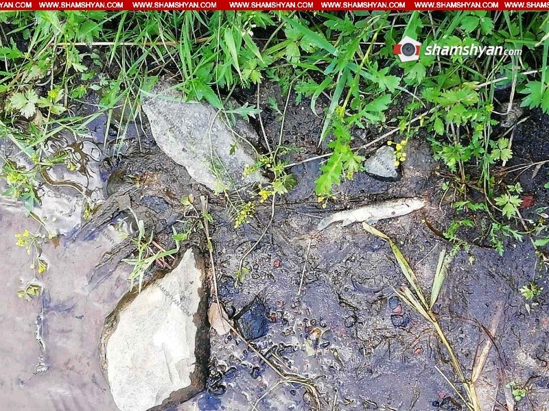 Ոսկու հանքի թափոնները լցվում են գետը․ Չքնաղ գետում հայտնաբերվել են մեծ թվով սատկած ձկներ