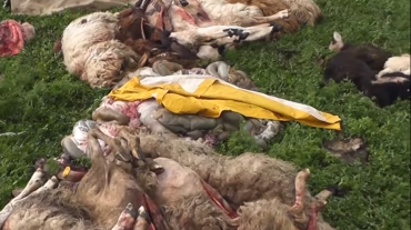Շիրակի մարզի Բյուրակն համայնքում գայլը ոչխարներ է հոշոտել