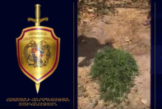 Ոստիկանները Արմավիրի բնակիչներից մեկի հողամասում կանեփի տնկիներ են հայտնաբերել
