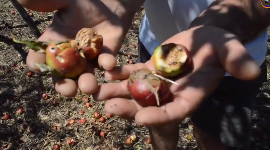 Տեսանյութ. «Գյուղում սով է սկսվելու».խտրականություն է, որովհետև գյուղը հայաբնակ է, ոչ վրացական