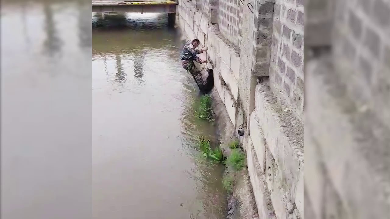 Փրկարարները շանը դուրս են բերել ջրանցքից