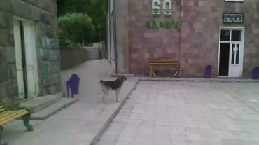 «Գուգարք» ճամբար թափառող շներ են մտել