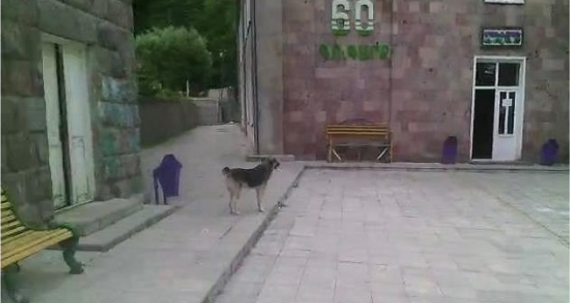 «Գուգարք» ճամբար թափառող շներ են մտել
