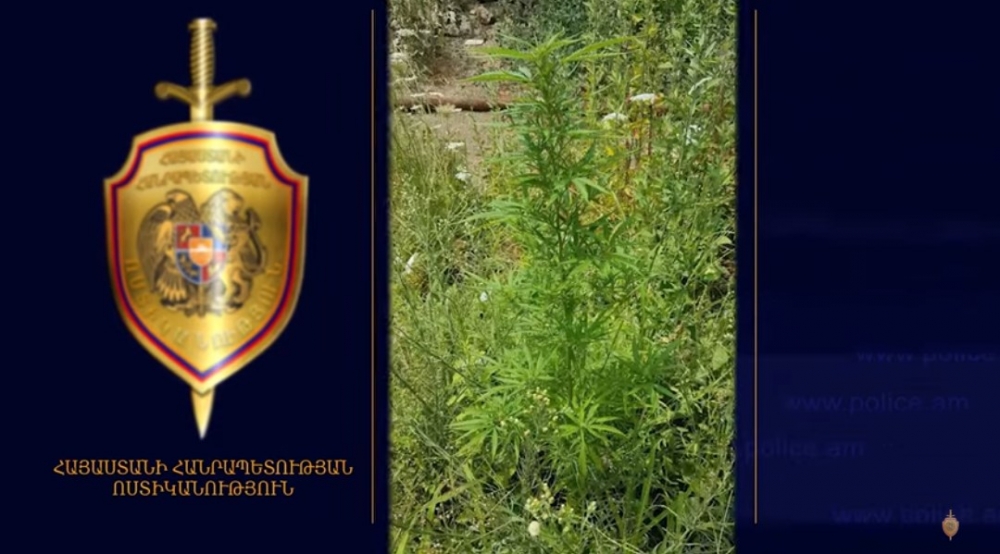 «Կանեփ-կակաչ» միջոցառման շրջանակում ոչնչացվել է 1482.5 կգ կանեփ