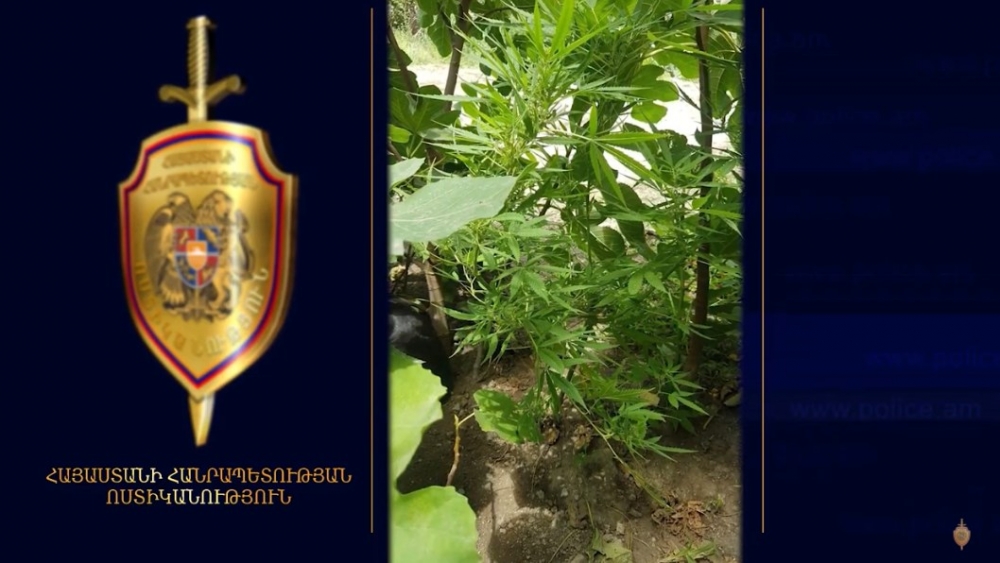 Օգոստոսի 20-21-ը հանրապետությունում ոչնչացվել է 2810 կգ վայրի կանեփ