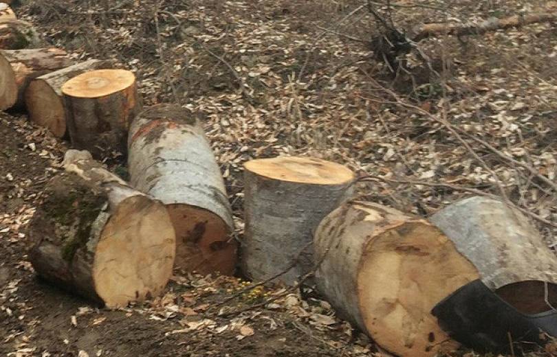 Ոստիկանության Թումանյանի բաժնի ծառայողները ապօրինի ծառահատման դեպքեր են բացահայտել