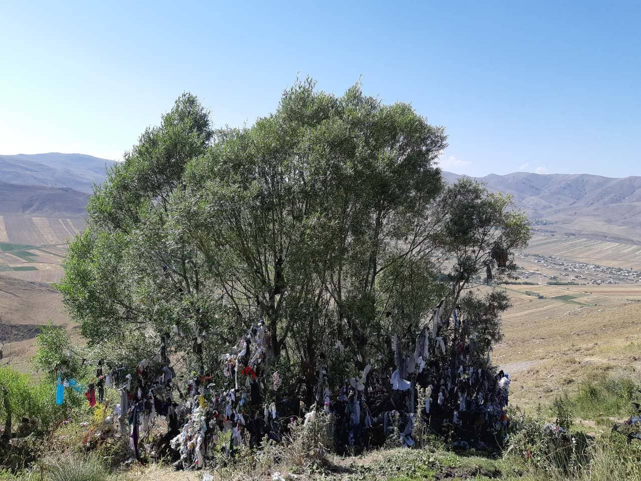 «Երազանքի» ծառը. արդյունքով հաստատված սովորո՞ւյթ, թե՞ սնոտիապաշտություն
