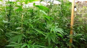 Գյումրիում ոստիկանները 6 կգ կանեփանման բույսի ցողուններ են հայտնաբերել