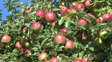 Կաթնաղբյուր գյուղում հրդեհի հետևանքով ջերմահարվել է 50 խնձորենի