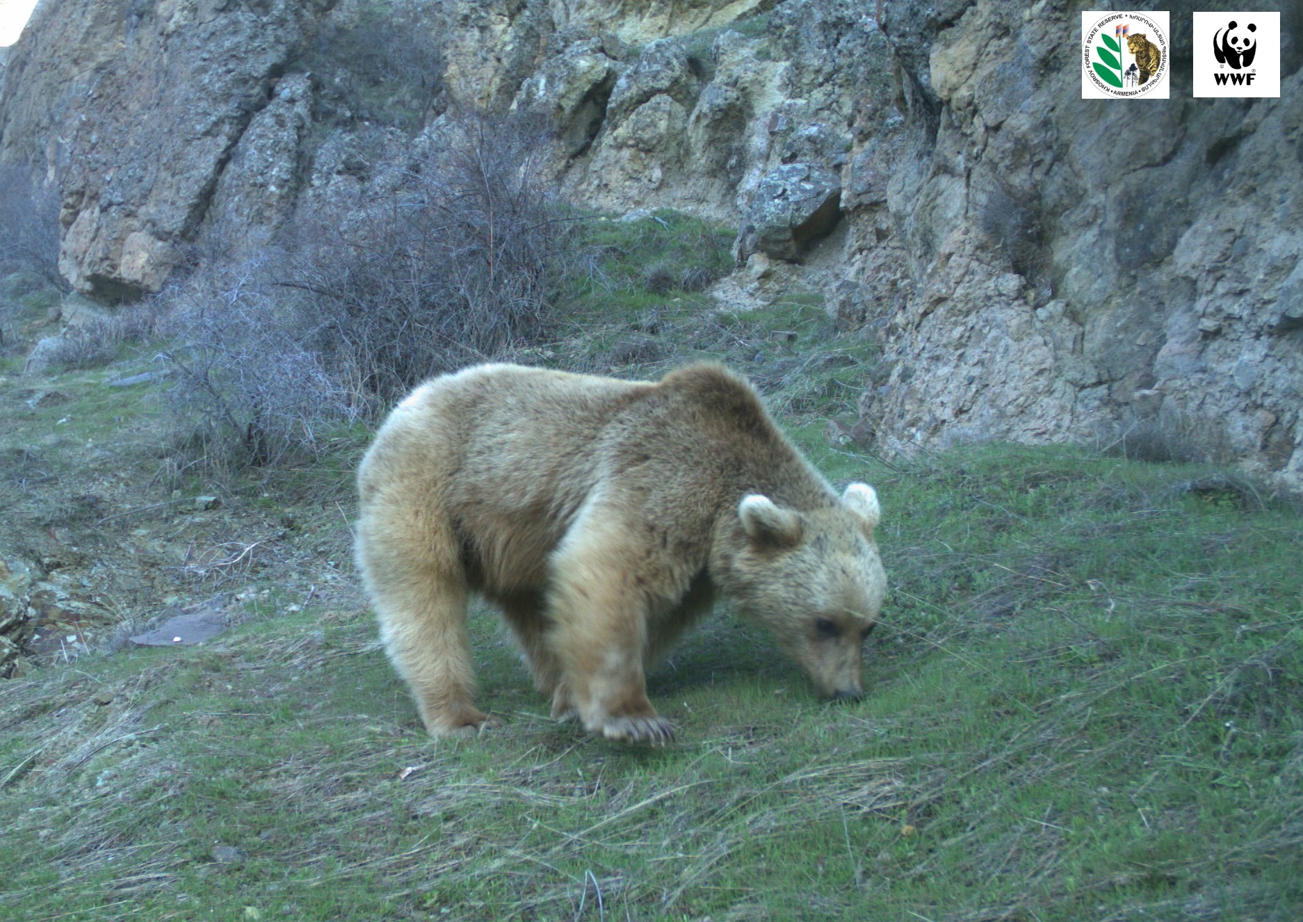 Գորշ արջը, որ սիրում է տանձ, ազնվամորի և մեղր